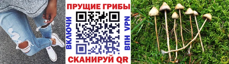 сайты даркнета как зайти  продажа наркотиков  Пролетарск  Псилоцибиновые грибы ЛСД 